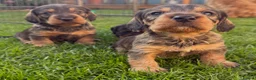 Mixed Breed dogs for sale: STANDARD WIREHAIRED DACHSHUND PUPPIES in Shrewsbury - Advert 1