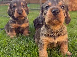 Mixed Breed dogs STANDARD WIREHAIRED DACHSHUND PUPPIES - Advert 1