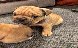 English Bulldog dogs for sale: Traditional English Bulldog Puppies  - Image 33