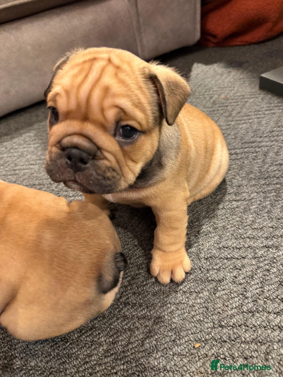 English Bulldog dogs for sale: Traditional English Bulldog Puppies  - Image 33