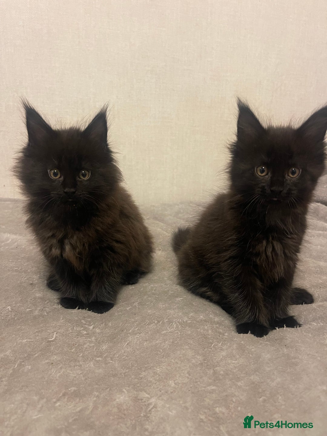 Maine Coon cats for sale: Main coon kitten - Advert 2