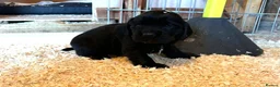 Cocker Spaniel dogs for sale: Fully Health Tested KC Reg Working Cocker Spaniels in Sheffield - Advert 30