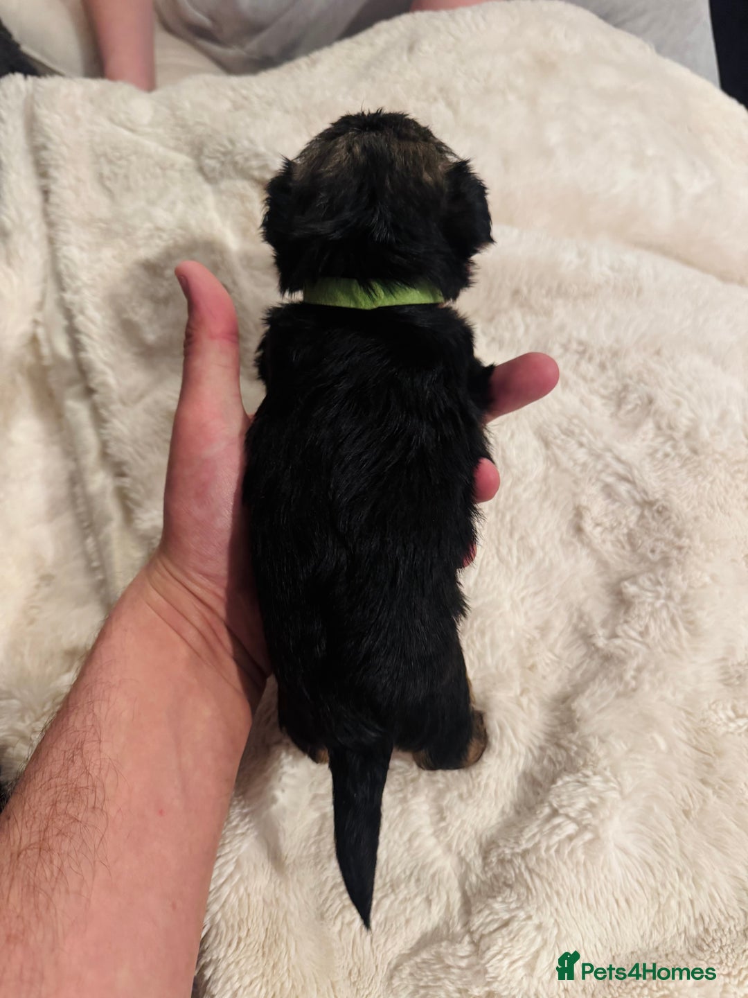 Yorkshire Terrier dogs for sale: Yorkshire Terrier Pups - Advert 3