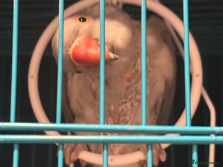 Ringnecks birds Fully tamed grey/ White baby Ringneck - Advert 4