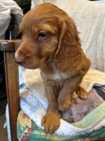 Cocker Spaniel dogs Extensively Health Tested KC Cocker Spaniels - Advert 3