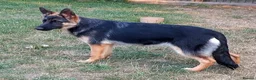 German Shepherd dogs for sale: QUALITY GERMAN SHEPHERD PUPPIES FOR SALE - Advert 4