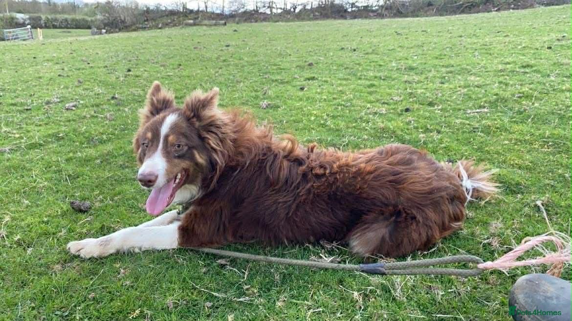 Border Collie dogs Potential young sheepdog - Nanw - Advert 4