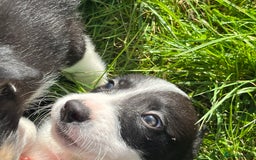 Border Collie dogs for sale: 4 border collie males looking for forever homes  - Image 24