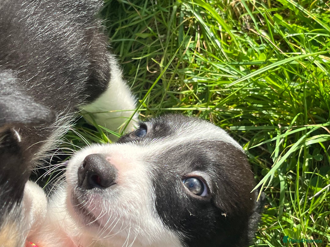 Border Collie dogs for sale: 4 border collie males looking for forever homes  - Image 24