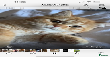 British Shorthair cats - Advert 3