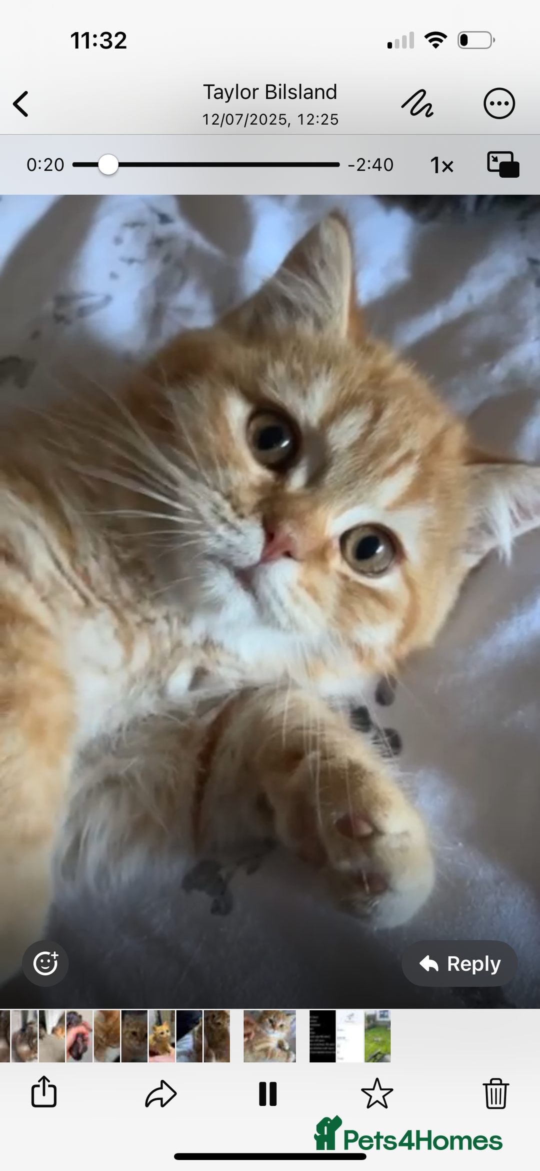 British Shorthair cats for sale: Beautiful rare colour British Shorthair  - Image 2