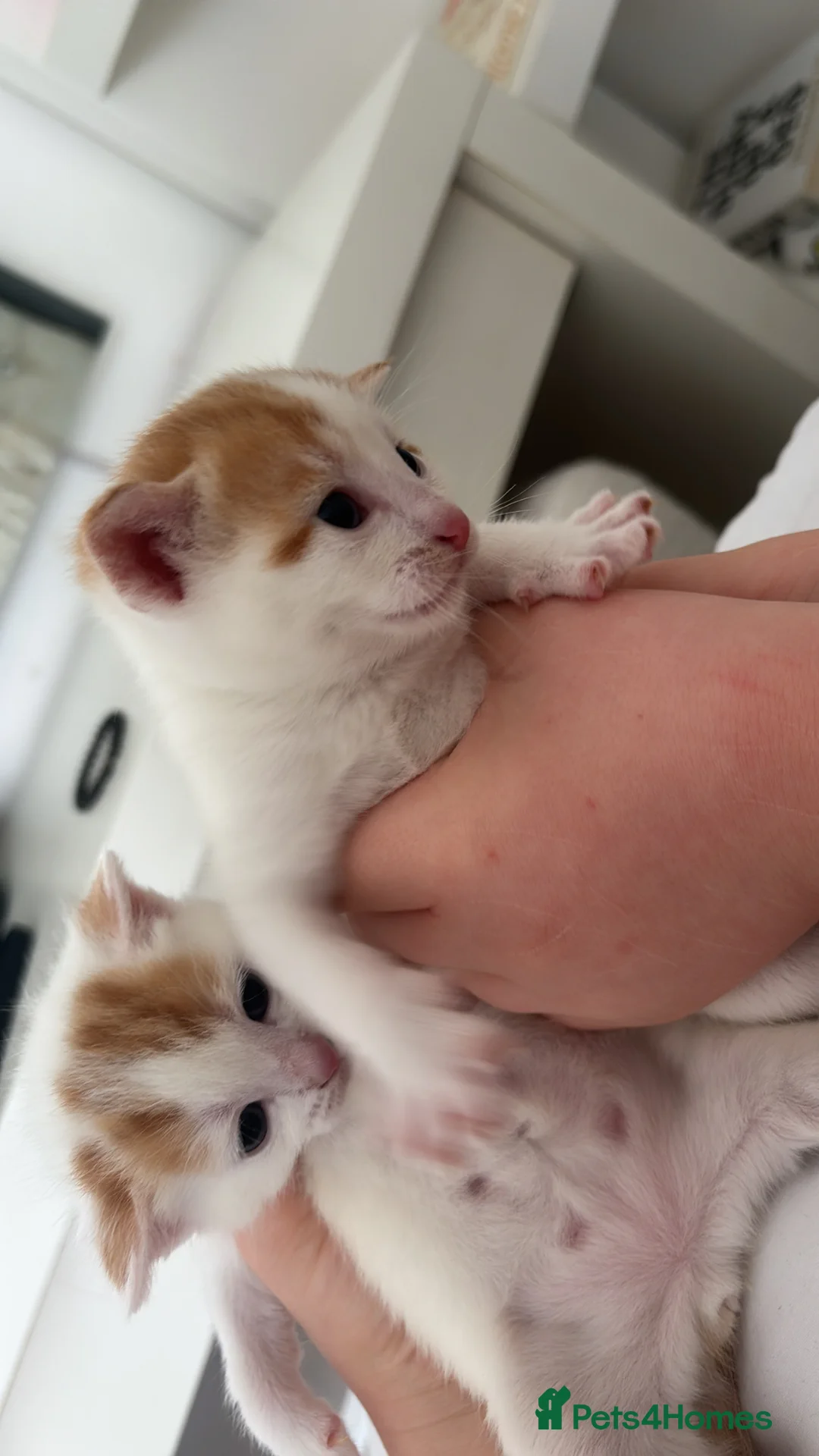 Mixed Breed cats for sale: Kitten  - Advert 2