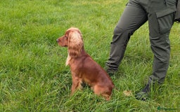 Cocker Spaniel dogs for stud: For Stud - Camsiscan Solaris Samurai  - Image 5
