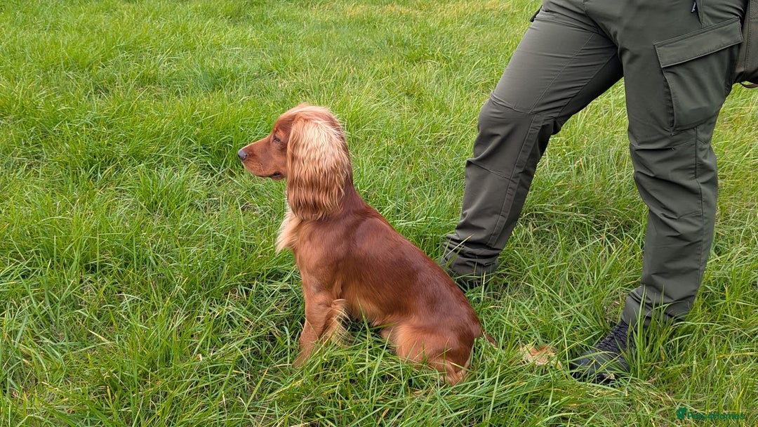 Cocker Spaniel dogs for stud: For Stud - Camsiscan Solaris Samurai  - Image 5