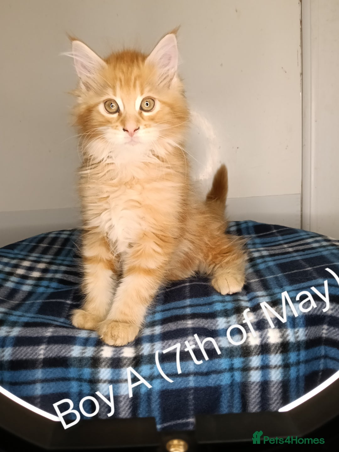 Maine Coon cats for sale: 'PuuureLove' Maine Coon kittens  - Image 13