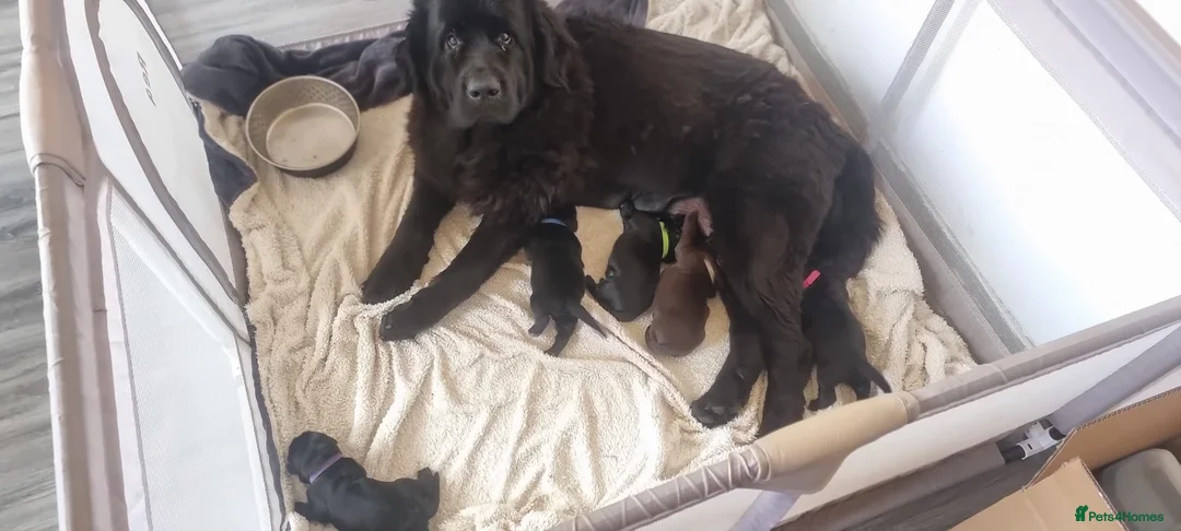 Newfoundland dogs for sale: Newfoundland pups for sale - Advert 6