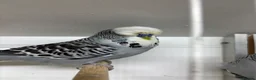 Budgerigars birds for sale: Budgies  - Advert 3
