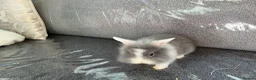 Lionhead rabbits for sale: Lionhead rabbit  in Tipton - Advert 2