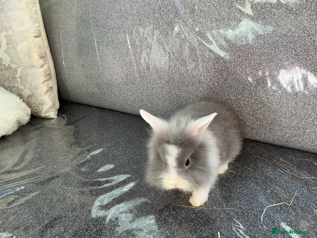 Lionhead rabbits for sale: Lionhead rabbit  in Tipton - Advert 2