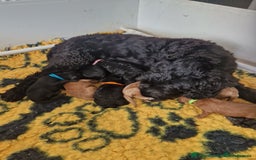 Cockapoo dogs for sale: 5 STAR SHOW TYPE COCKAPOO PUPPIES - Image 6