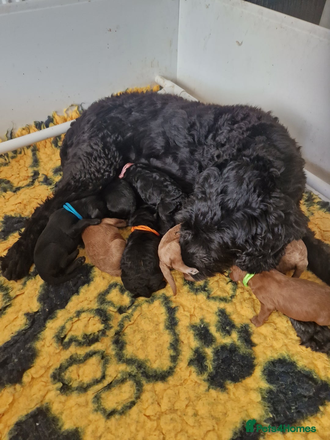 Cockapoo dogs for sale: 5 STAR SHOW TYPE COCKAPOO PUPPIES - Image 6