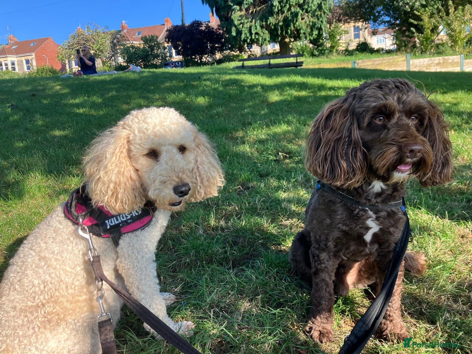 Cockapoo dogs Gorgeous Cockerpoo-Cross puppies, Mum+Dad our pets - Advert 1
