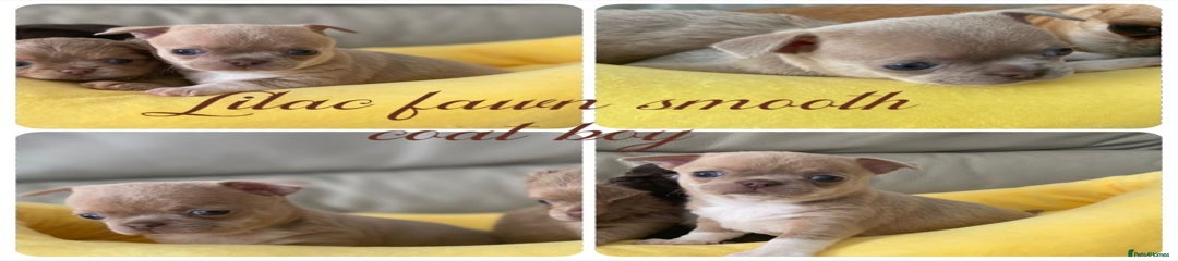 Short Coat Lilac Boy 