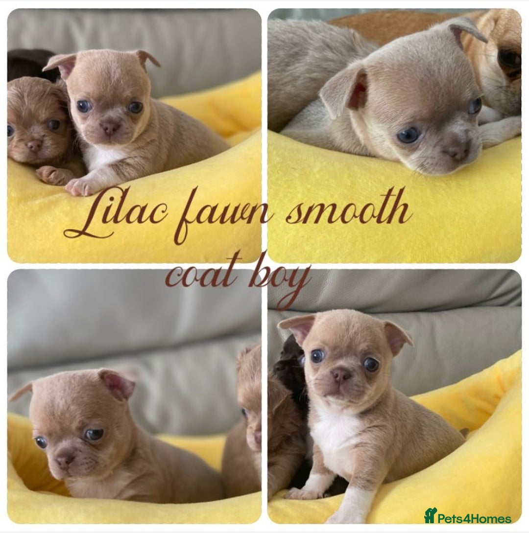 Chihuahua dogs for sale: KC Reg Chihuahuas 3 Boys/1 Girl Short & Long coat - Advert 7