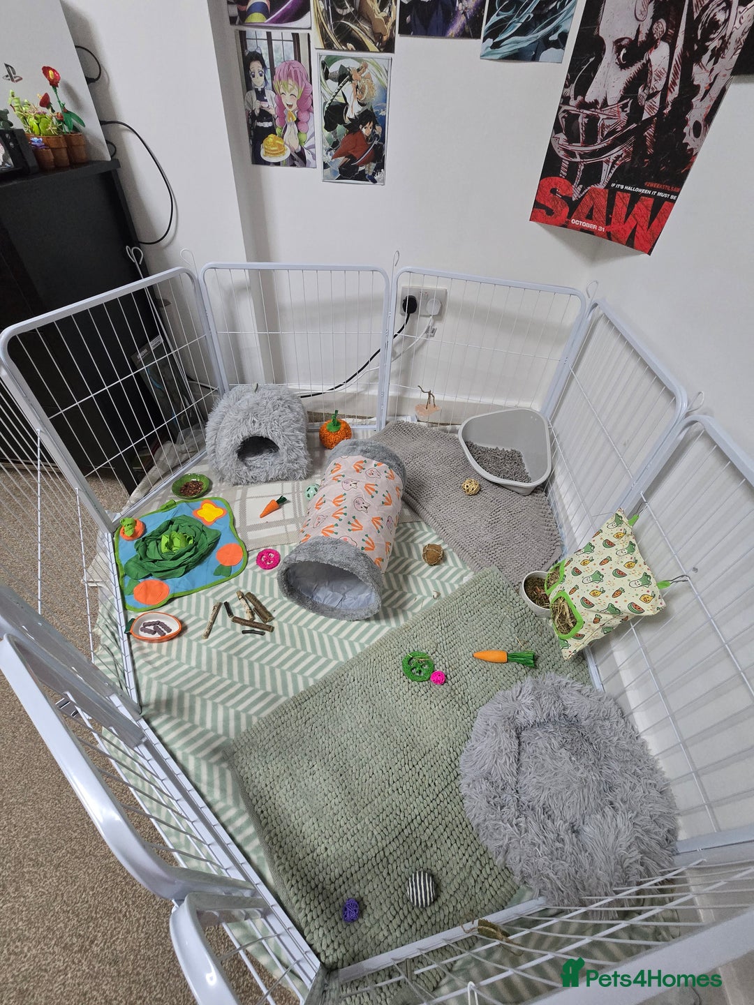 Lionhead rabbits for sale: 2 male lion heads must be sold together - Advert 8