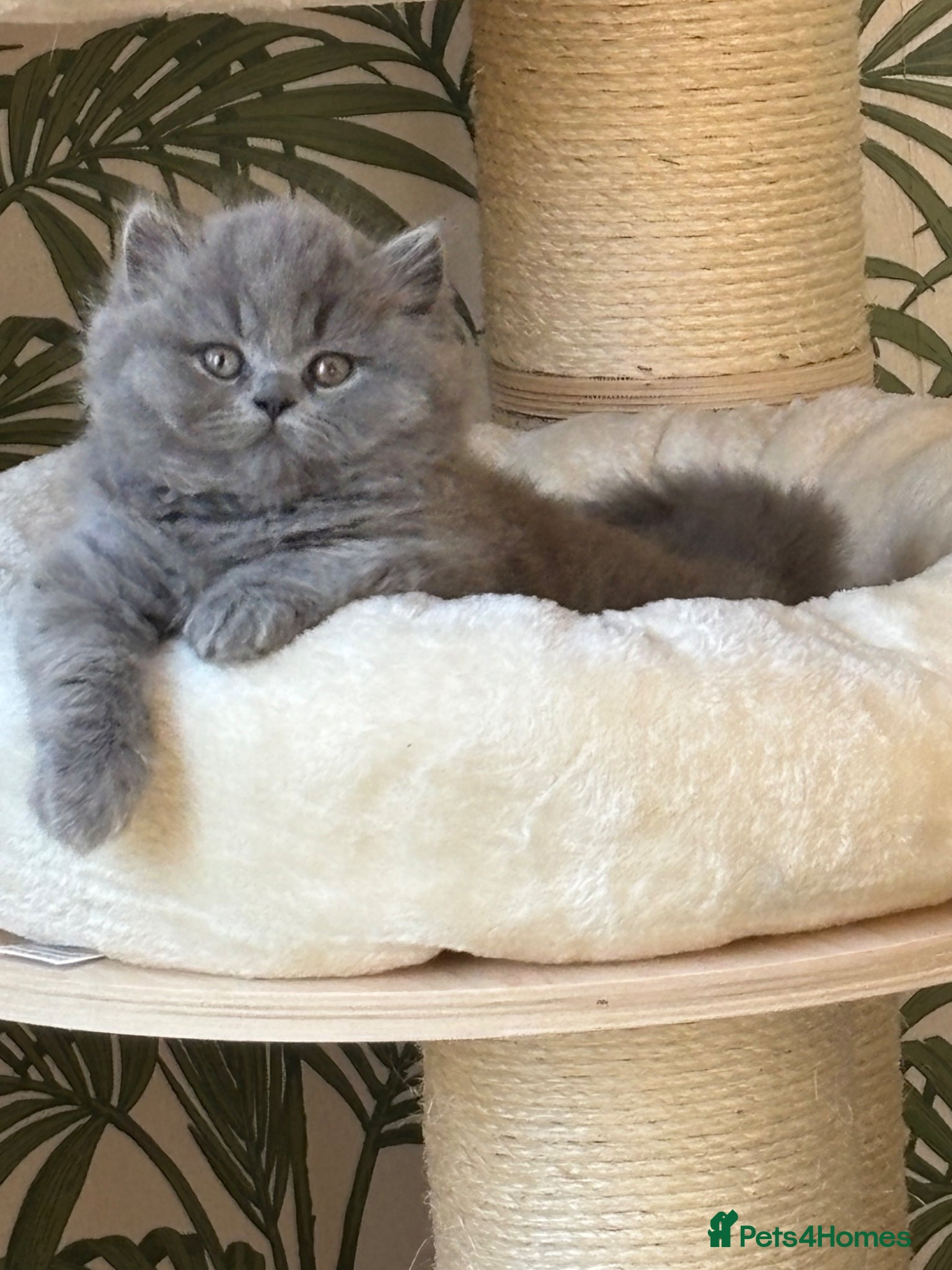 British Longhair cats Adorable GCCF registered British Longhair kittens - Advert 1
