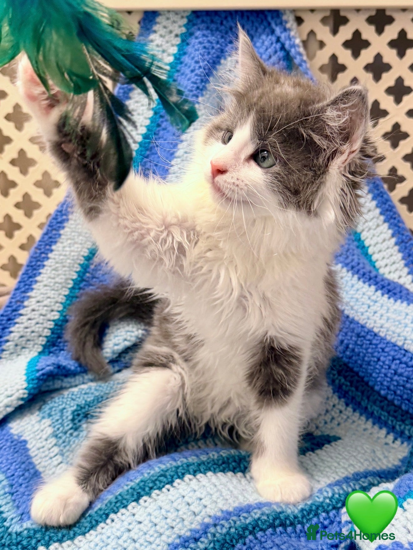 Maine Coon cats 💠 MAINE COON X RAGDOLL *PARENTS HEALTH TESTED* 💠 - Advert 1