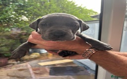 Great Dane dogs for sale: Champion Great Dane puppies for sale - Image 33