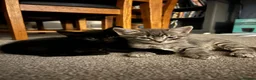 Mixed Breed cats for sale: 2 male 2 female beautiful kittens - Advert 3