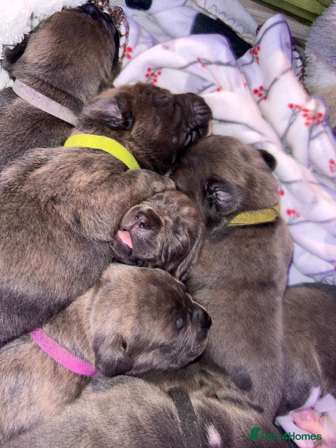 Cane Corso dogs for sale: Cane corso puppies  - Advert 1