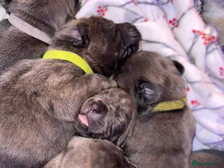 Cane Corso dogs Cane corso puppies - Advert 1