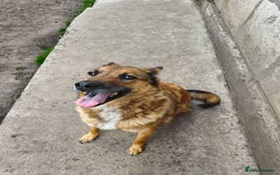 Mixed Breed dogs for adoption: 💖🐶 LARA 🐶💖 - Image 7