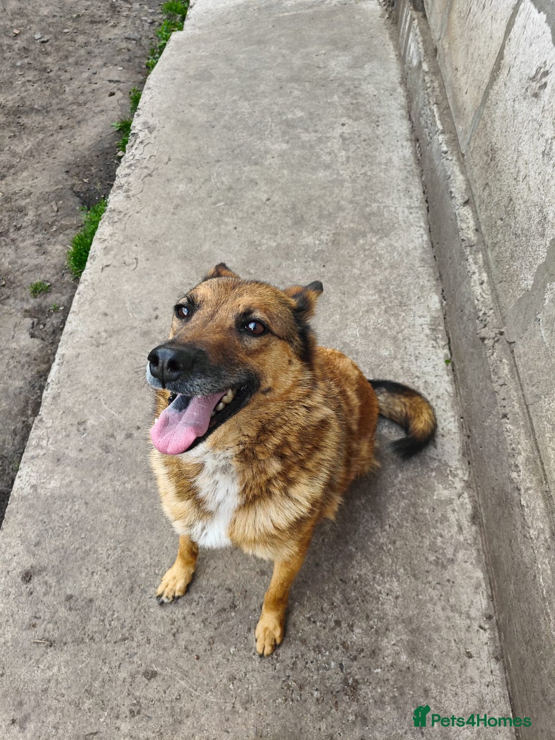 Mixed Breed dogs for adoption: 💖🐶 LARA 🐶💖 - Image 7