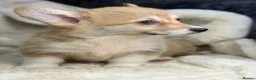 Welsh Corgi Pembroke dogs for sale: Top quality corgis  - Advert 2