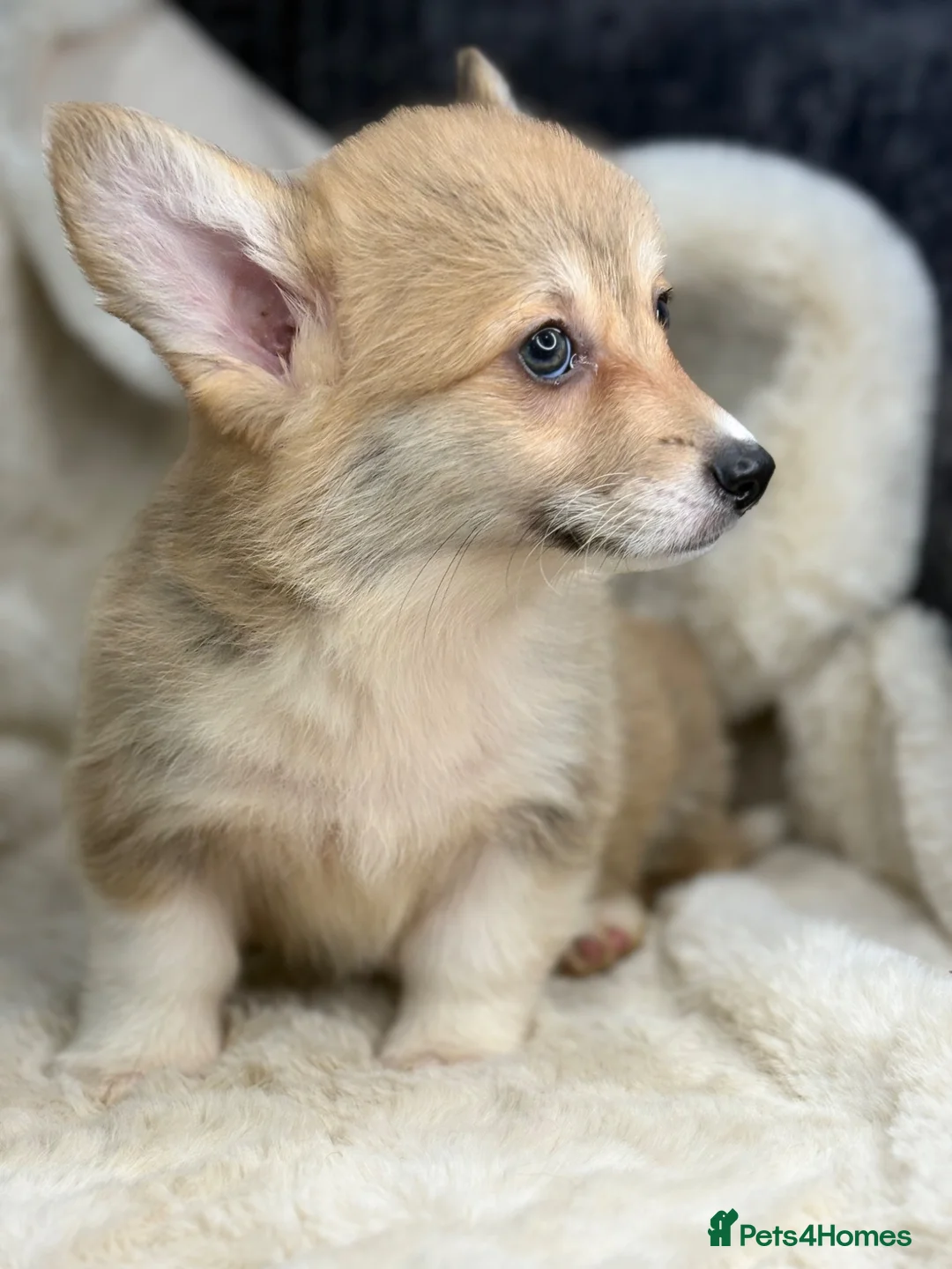 Welsh Corgi Pembroke dogs for sale: Top quality corgis  - Advert 2