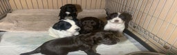 English Springer Spaniel dogs for stud: KC Registered English Springer Spaniel Stud in Bexhill-on-Sea - Advert 7