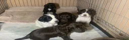 English Springer Spaniel dogs for stud: KC Registered English Springer Spaniel Stud in Bexhill-on-Sea - Advert 7
