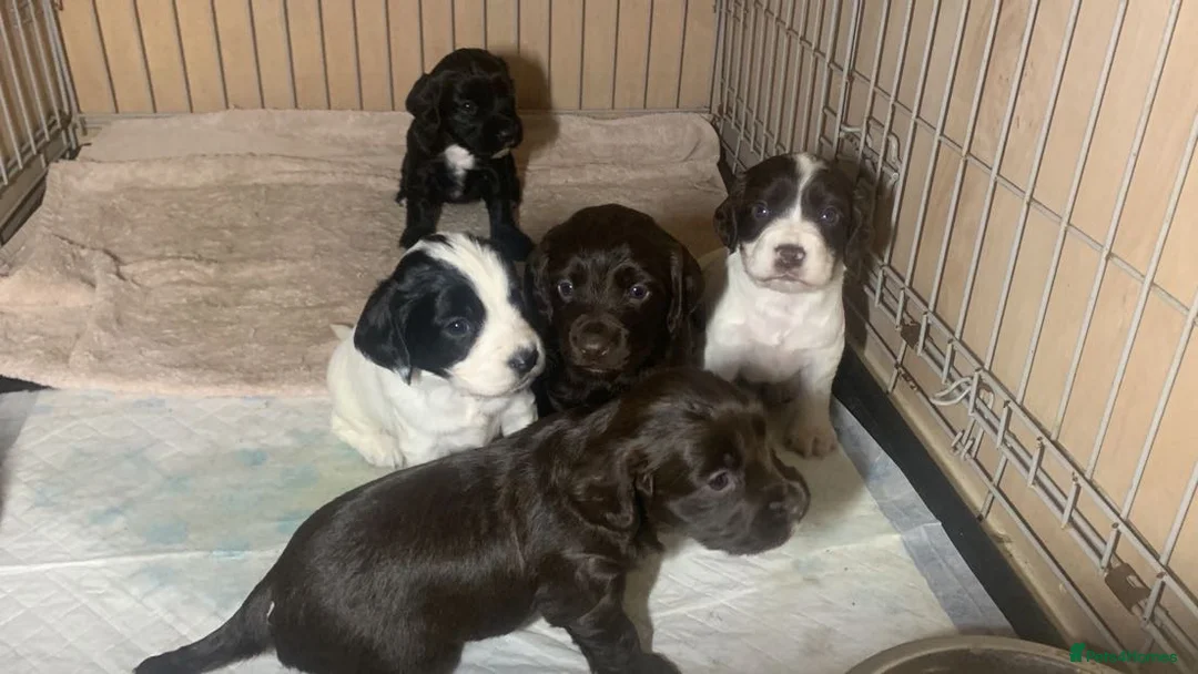 English Springer Spaniel dogs for stud: KC Registered English Springer Spaniel Stud in Bexhill-on-Sea - Advert 7