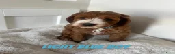 Cockapoo dogs for sale: F1 Cockapoo Puppies PRA Clear! KC Parents!  - Advert 3