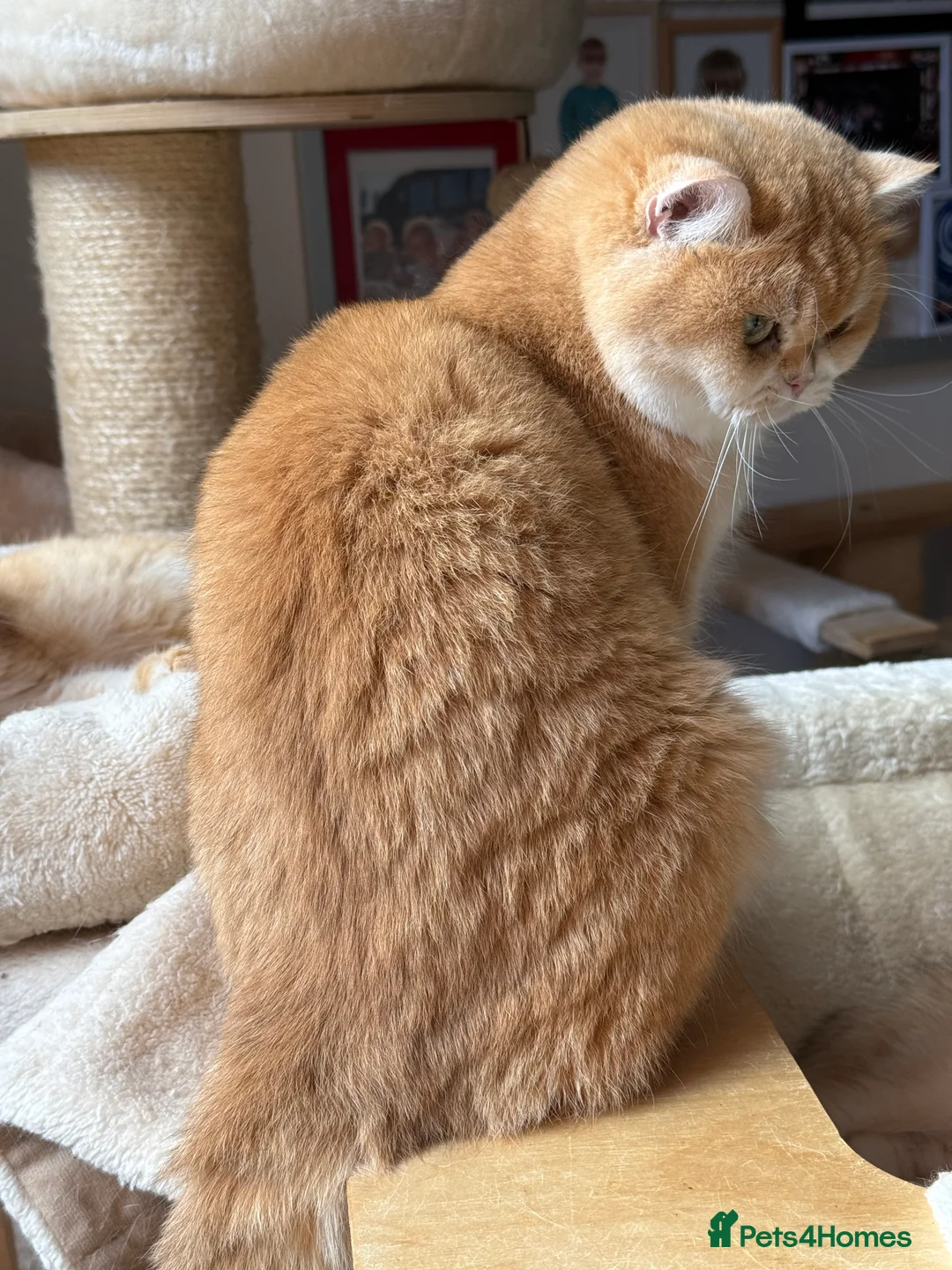 British Shorthair cats for sale: GCCF reg BSH & BLH Chocolate Gold last male female - Advert 9