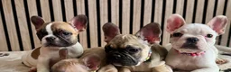French Bulldog dogs for sale: KC REGISTERED FRENCH BULLDOG 🐶 - Advert 31