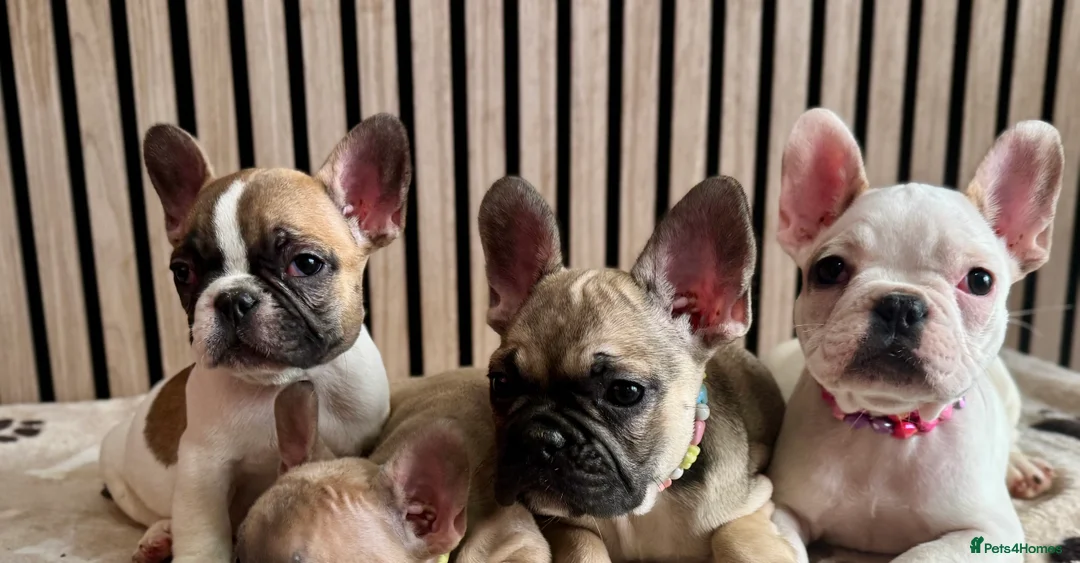 French Bulldog dogs for sale: KC REGISTERED FRENCH BULLDOG 🐶 - Advert 31