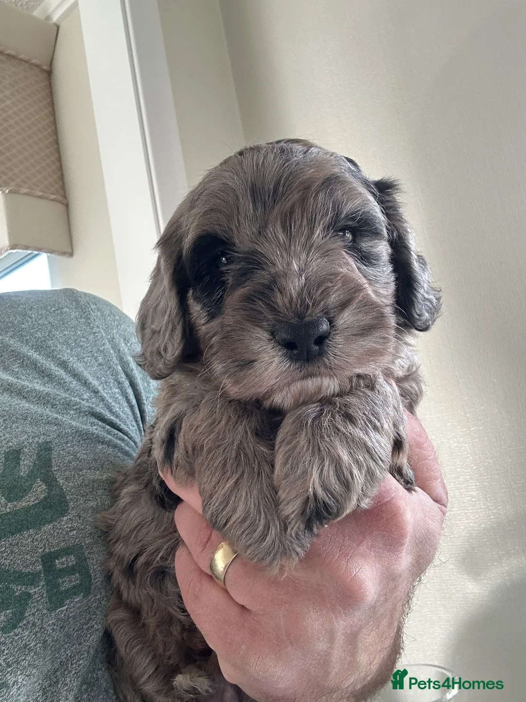 Cockapoo dogs for sale: Quality F1 cockapoos for sale - Advert 17