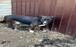 Mixed Breed dogs for adoption: Ronnie 3yr old munchkin!  - Image 5