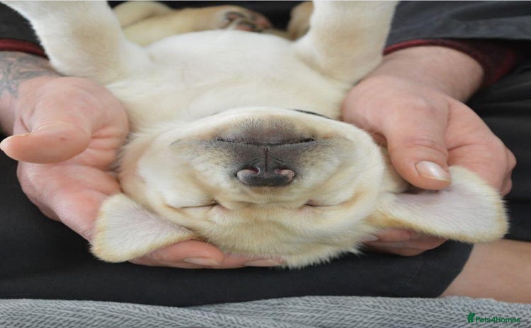 Labrador Retriever dogs - Advert 10
