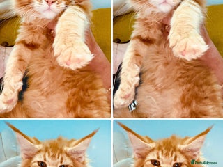 Maine Coon cats Maine Coon XXXL - Advert 10